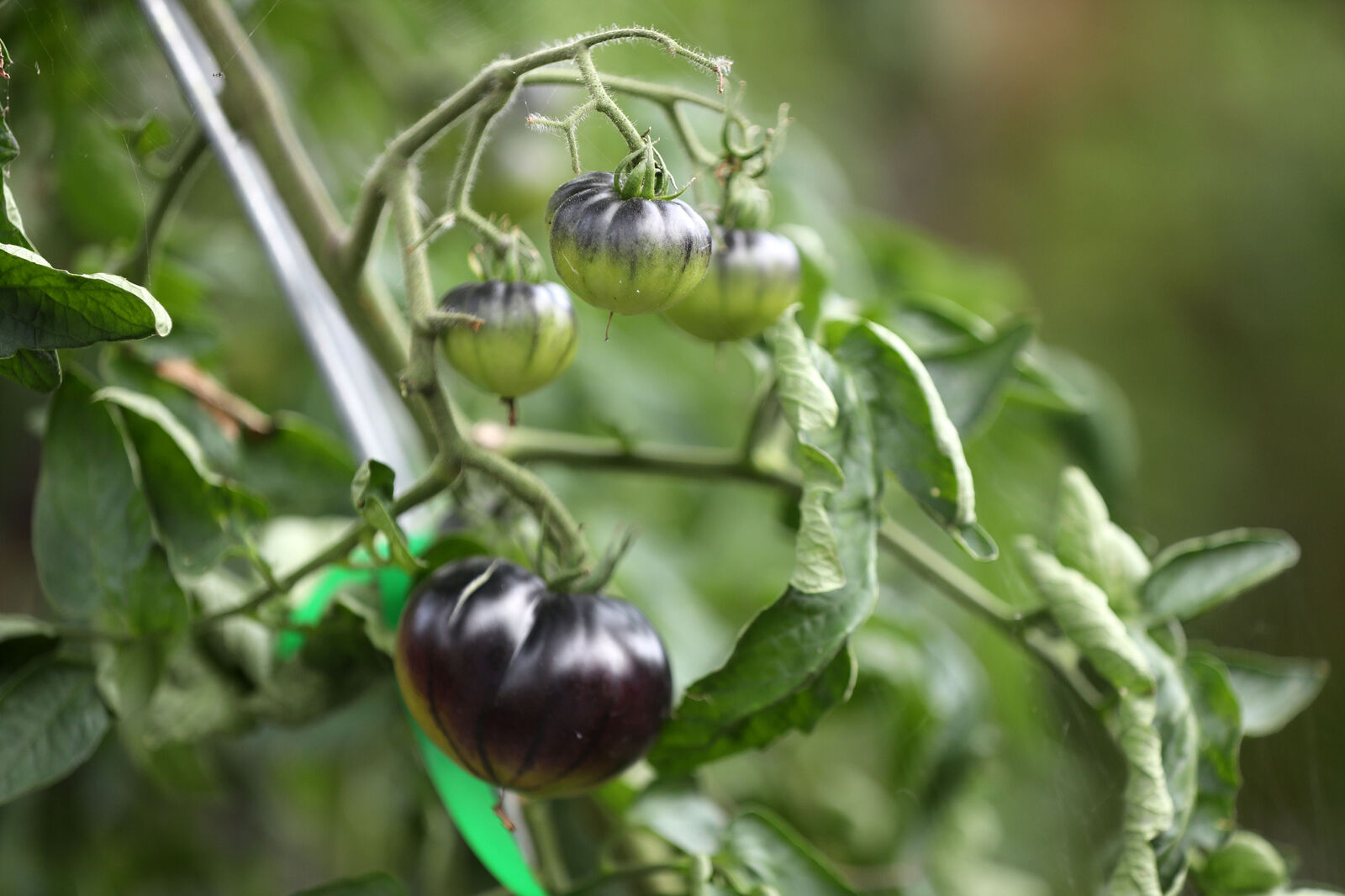 Dark tomatoes